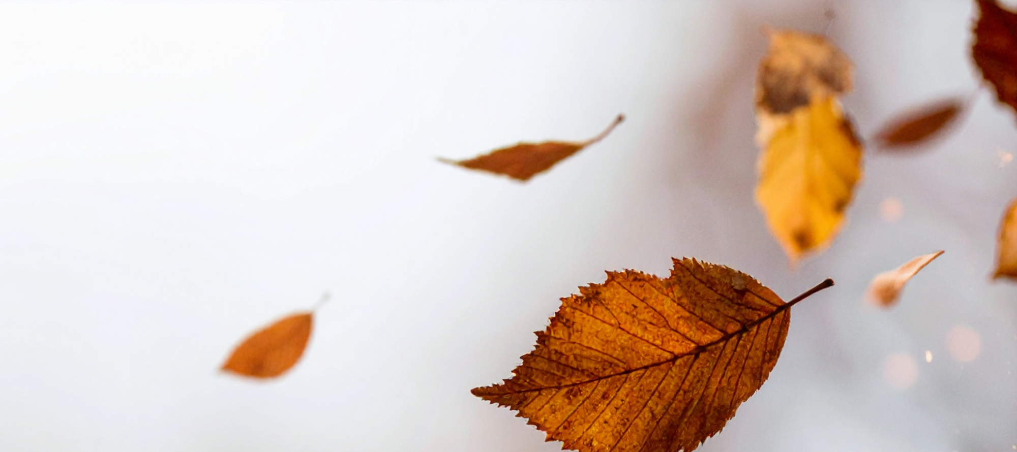 Autumn-themed graphic with floating brown and yellow leaves over a soft warm gradient background.