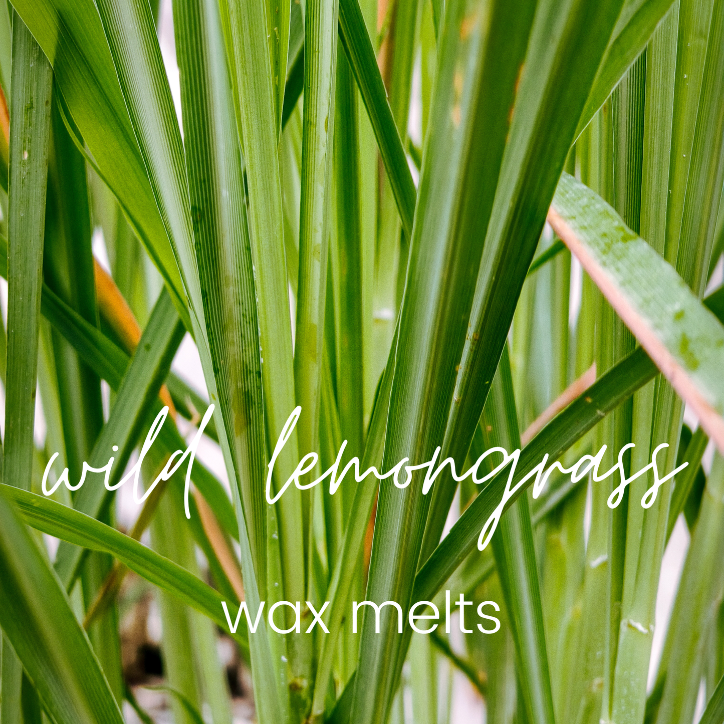 Wild Lemongrass Wax Melts